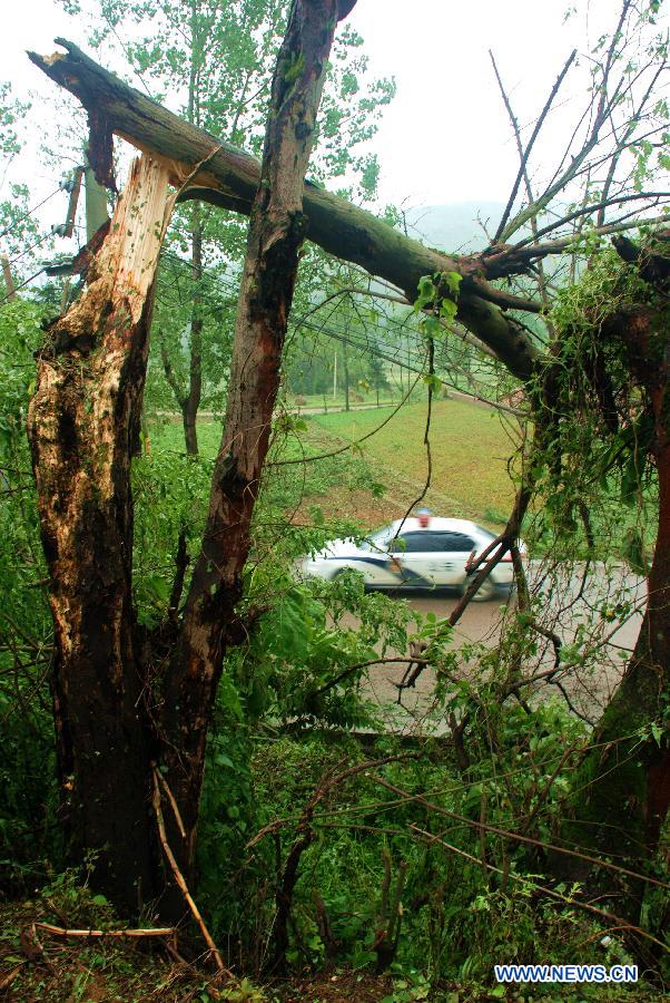 A tree is uprooted by storms at Dashuigou Village of Fuquan City, southwest China's Guizhou Province, May 7, 2013. The central, south central and southeast parts of Guizhou were hit by hails and storms from Monday to Tuesday, disturbing local traffic and power service and causing damage to agricultural production. (Xinhua/Wu Rubo) 