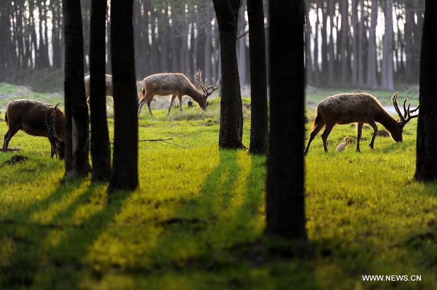 Photo taken on May 3, 2013 shows milu grazing among trees in Dafeng Milu National Nature Reserve in Yancheng City, east China's Jiangsu Province. The Dafeng nature reserve has the world's largest milu population. (Xinhua/Han Yuqing)