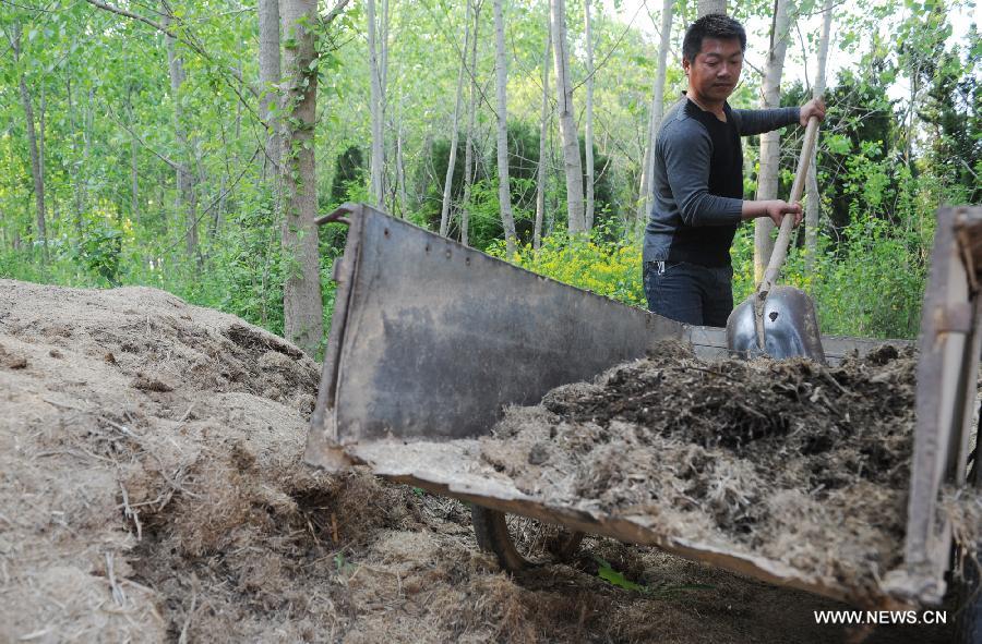 Photo taken on May 3, 2013 shows a milu deer breeder preparing feed in Dafeng Milu National Nature Reserve in Yancheng City, east China's Jiangsu Province. The Dafeng nature reserve has the world's largest milu population. (Xinhua/Han Yuqing)