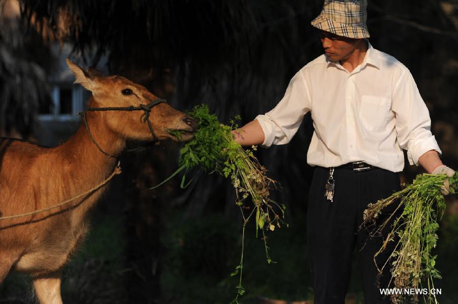 Photo taken on May 3, 2013 shows a breeder feeding a milu deer in Dafeng Milu National Nature Reserve in Yancheng City, east China's Jiangsu Province. The Dafeng nature reserve has the world's largest milu population. (Xinhua/Han Yuqing)