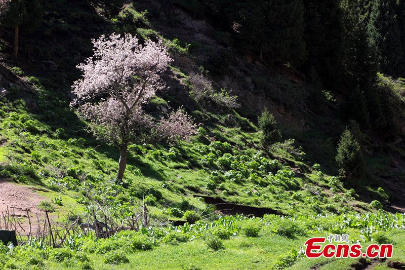 Photo taken in early May shows the beautiful landscapes of the Guozigou, or Fruits Valley, in Yining and Huocheng County (the hometown of lavender), Ili Kazakh Autonomous Prefecture, Northwest China's Xinjiang Uyghur Autonomous Region. (CNS/Wang Tiesuo)