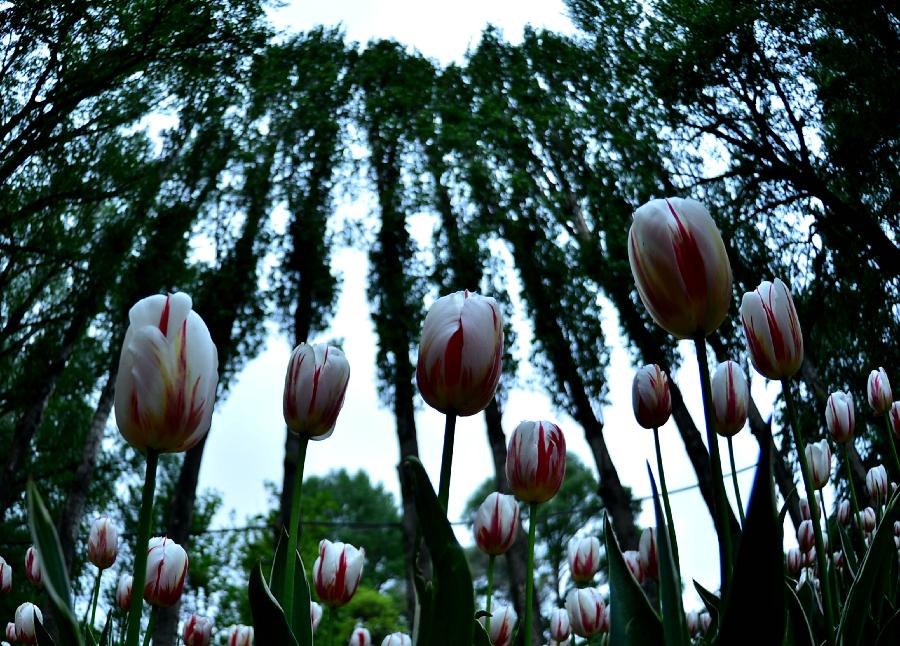 Photo taken on May 9, 2013 shows tulips ready to blossom in Xining, capital of northwest China's Qinghai Province. (Xinhua/Wang Bo) 