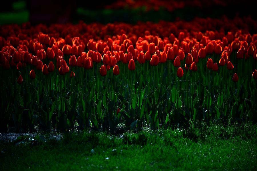 Photo taken on May 9, 2013 shows tulips ready to blossom in Xining, capital of northwest China's Qinghai Province. (Xinhua/Wang Bo) 