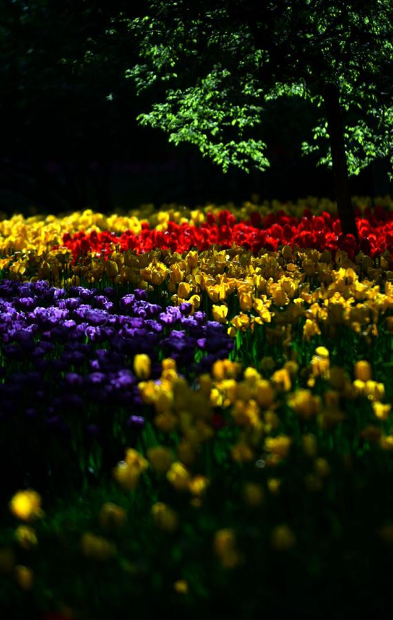 Photo taken on May 9, 2013 shows tulips ready to blossom in Xining, capital of northwest China's Qinghai Province. (Xinhua/Wang Bo) 