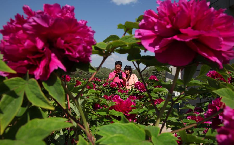 Visitors enjoy flowers at a peony park in Qiaozi Township of Huairou District in Beijing, capital of China, May 10, 2013. The park was opened to the public on Friday, attracting visitors with its more than 160 kinds of peony flowers. (Xinhua/Bu Xiangdong)