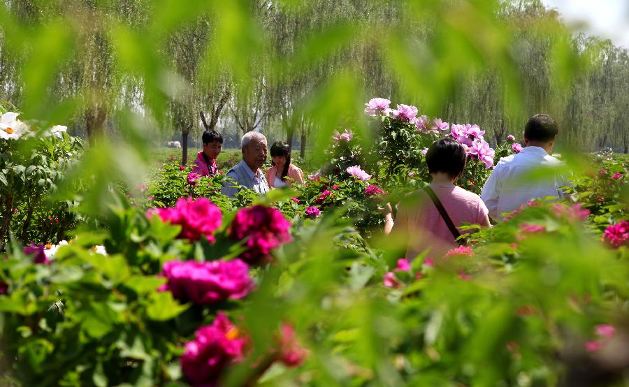 Visitors enjoy flowers at a peony park in Qiaozi Township of Huairou District in Beijing, capital of China, May 10, 2013. The park was opened to the public on Friday, attracting visitors with its more than 160 kinds of peony flowers. (Xinhua/Bu Xiangdong)