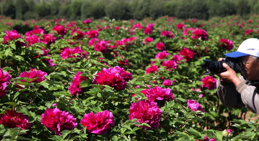 Visitors enjoy flowers at a peony park in Qiaozi Township of Huairou District in Beijing, capital of China, May 10, 2013. The park was opened to the public on Friday, attracting visitors with its more than 160 kinds of peony flowers. (Xinhua/Bu Xiangdong)