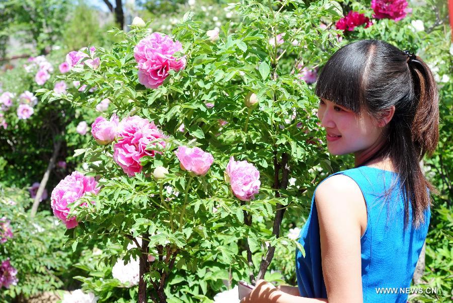 A visitor poses for photo with peony flowers in Caojiaping Village of Lintao County, northwest China's Gansu Province, May 11, 2013. The blooming peony flowers attracted lots of tourists to visit. (Xinhua/Nie Jianjiang) 