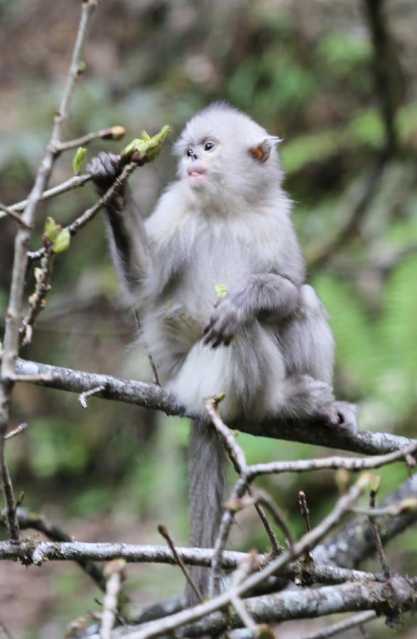 A Yunnan snub-nosed monkey is pictured in the Baima Snow Mountain Nature Reserve, Diqing Tibetan Autonomous Prefecture of southwest China's Yunnan Province, May 14, 2013. With the steady improvement of local ecological environment, the population of the Yunnan snub-nosed monkeys have reached over 1,000. The monkey, on the country's top protection list, is one of the three types of endangered snub-nosed monkeys which make their home in southwest China - Sichuan, Yunnan and Guizhou. The Yunnan monkey currently has a population of about 2,000, mainly in Diqing and part of neighboring Tibet Autonomous Region. (Xinhua/Liang Zhiqiang) 