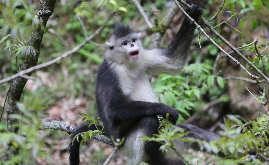 A Yunnan snub-nosed monkey is pictured in the Baima Snow Mountain Nature Reserve, Diqing Tibetan Autonomous Prefecture of southwest China's Yunnan Province, May 14, 2013. With the steady improvement of local ecological environment, the population of the Yunnan snub-nosed monkeys have reached over 1,000. The monkey, on the country's top protection list, is one of the three types of endangered snub-nosed monkeys which make their home in southwest China - Sichuan, Yunnan and Guizhou. The Yunnan monkey currently has a population of about 2,000, mainly in Diqing and part of neighboring Tibet Autonomous Region. (Xinhua/Liang Zhiqiang) 