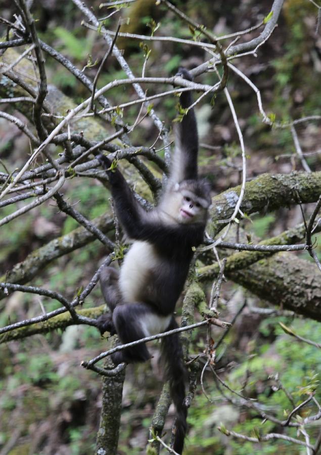 A Yunnan snub-nosed monkey is pictured in the Baima Snow Mountain Nature Reserve, Diqing Tibetan Autonomous Prefecture of southwest China's Yunnan Province, May 14, 2013. With the steady improvement of local ecological environment, the population of the Yunnan snub-nosed monkeys have reached over 1,000. The monkey, on the country's top protection list, is one of the three types of endangered snub-nosed monkeys which make their home in southwest China - Sichuan, Yunnan and Guizhou. The Yunnan monkey currently has a population of about 2,000, mainly in Diqing and part of neighboring Tibet Autonomous Region. (Xinhua/Liang Zhiqiang) 