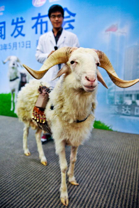 The ram Tianjiu, or "Forever," which has survived 61 days after receiving a third-generation artificial heart implant, is fed at a news conference in Tianjin on Monday. Tianjiu, which has set a survival record for an animal with such an implant, is in healthy condition at the animal laboratory center at TEDA International Cardiovascular Hospital. The implantable device, the first of its kind in China, was developed by the hospital and the China Academy of Launch Vehicle Technology.[Photo/Xinhua]