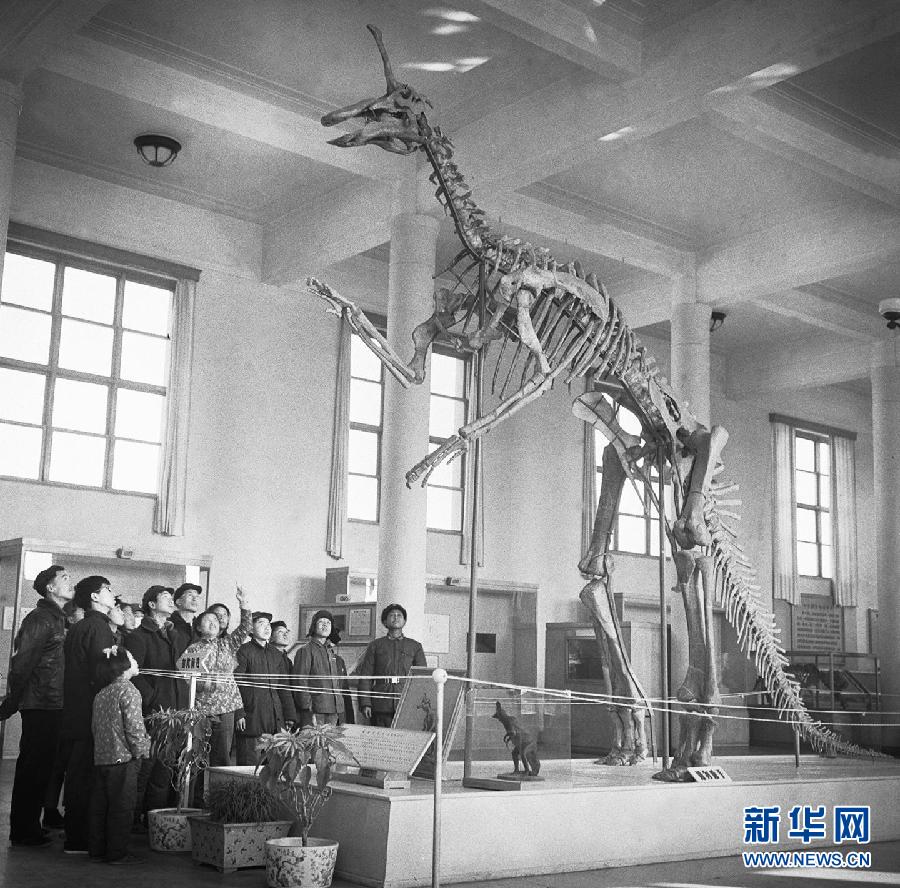 Visitors look at the skeleton of a dinosaur at Beijing Museum of Natural History. Photo taken in 1961. (Photo/Xinhua)