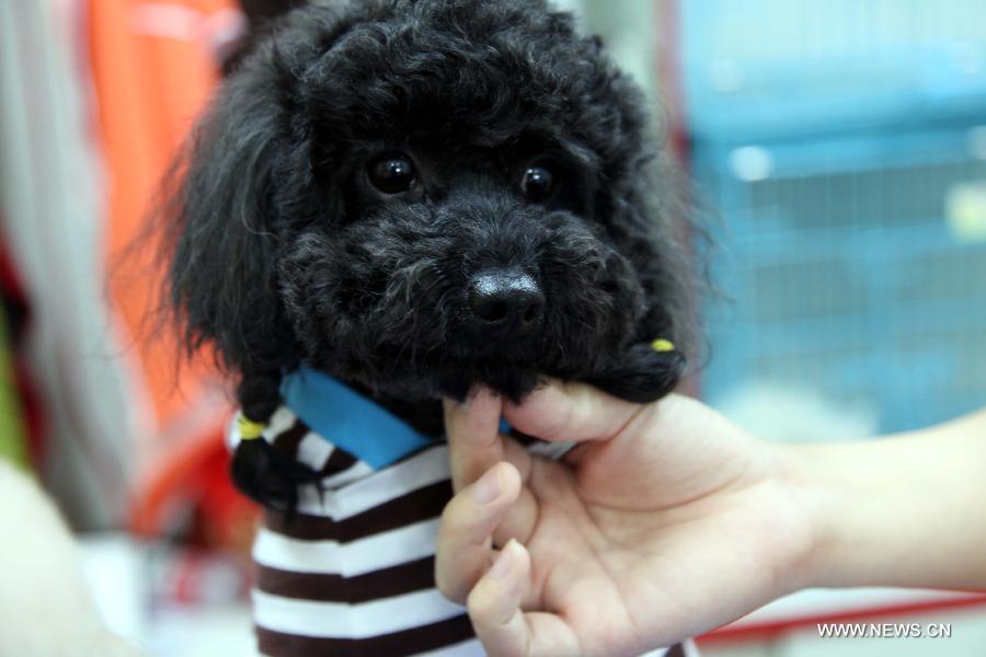 A working staff trims the hair of a pet dog at a store in Tonglu County, east China's Zhejiang Province, May 14, 2013. Pet dogs' hair was cut short as the hot summer is approaching. (Xinhua/He Xiaohua)  