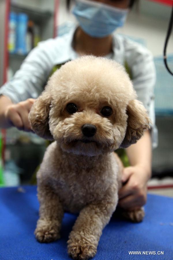 A working staff trims the hair of a pet dog at a store in Tonglu County, east China's Zhejiang Province, May 14, 2013. Pet dogs' hair was cut short as the hot summer is approaching. (Xinhua/He Xiaohua) 