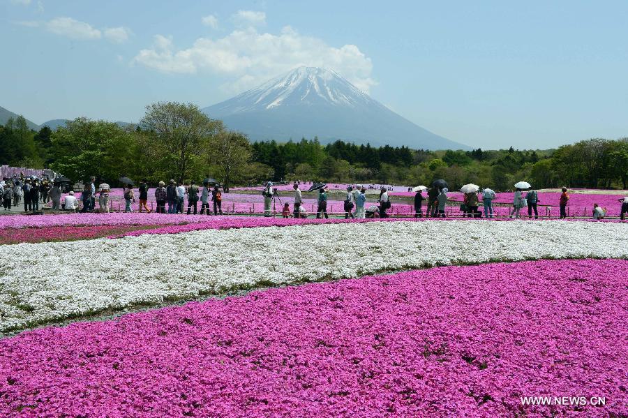 Photo taken on May 14, 2013 shows the Fuji Mountain seen behind blossoming Shiba Sakura in Japan's Yamanashi prefecture. According to local media, the Fuji Mountain will likely be added to the list of UNESCO World Heritage Sites next month after an influential advisory panel to the UN cultural body made a recommendation. (Xinhua/Ma Ping) 