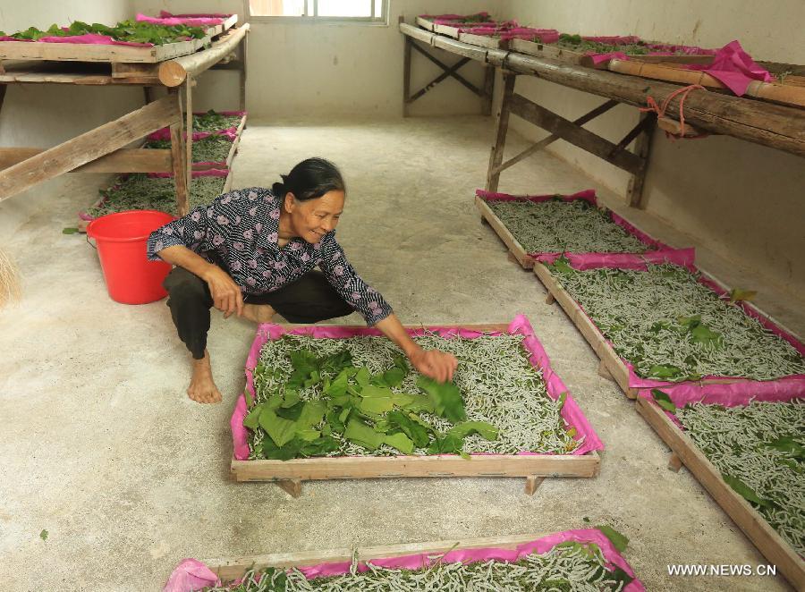 A farmer feeds mulberry leaves to silkworms in Fushi Town, Rong'an County of south China's Guangxi Zhuang Autonomous Region, May 15, 2013. Rong'an is located in the mountain area of northern Guangxi and thus has a lack of farmlands. However, by silkworm breeding, local farmers could earn extra earnings to 90 million RMB yuan (14.6 million U.S. dollars) in total per year, which has become the main source of their income. (Xinhua/Huang Xiaobang) 