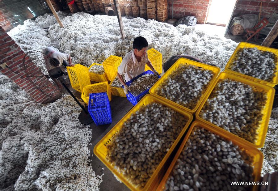 A worker puts cocoons into boxes at a collection spot in Fushi Town, Rong'an County of south China's Guangxi Zhuang Autonomous Region, May 15, 2013. Rong'an is located in the mountain area of northern Guangxi and thus has a lack of farmlands. However, by silkworm breeding, local farmers could earn extra earnings to 90 million RMB yuan (14.6 million U.S. dollars) in total per year, which has become the main source of their income. (Xinhua/Huang Xiaobang) 