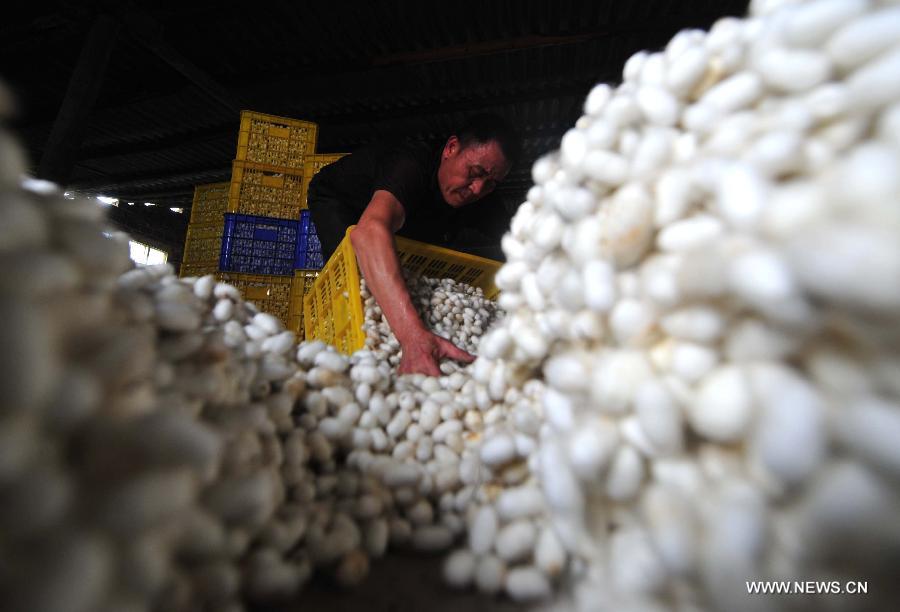 A worker puts cocoons into boxes at a collection spot in Fushi Town, Rong'an County of south China's Guangxi Zhuang Autonomous Region, May 15, 2013. Rong'an is located in the mountain area of northern Guangxi and thus has a lack of farmlands. However, by silkworm breeding, local farmers could earn extra earnings to 90 million RMB yuan (14.6 million U.S. dollars) in total per year, which has become the main source of their income. (Xinhua/Huang Xiaobang)  