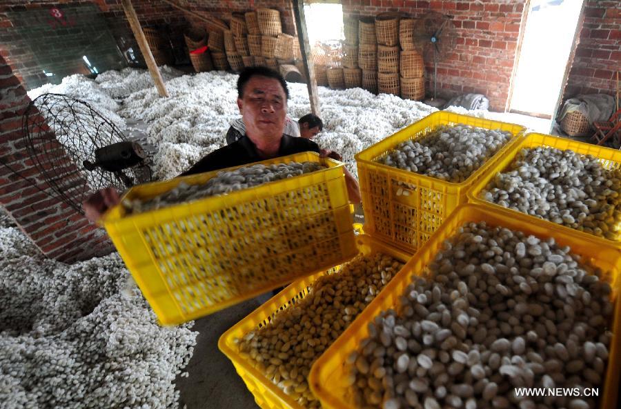 A worker piles boxes of cocoons at a collection spot in Fushi Town, Rong'an County of south China's Guangxi Zhuang Autonomous Region, May 15, 2013. Rong'an is located in the mountain area of northern Guangxi and thus has a lack of farmlands. However, by silkworm breeding, local farmers could earn extra earnings to 90 million RMB yuan (14.6 million U.S. dollars) in total per year, which has become the main source of their income. (Xinhua/Huang Xiaobang)