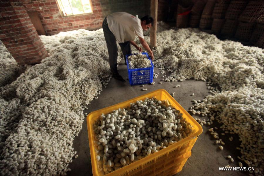 A worker puts cocoons into boxes at a collection spot in Fushi Town, Rong'an County of south China's Guangxi Zhuang Autonomous Region, May 15, 2013. Rong'an is located in the mountain area of northern Guangxi and thus has a lack of farmlands. However, by silkworm breeding, local farmers could earn extra earnings to 90 million RMB yuan (14.6 million U.S. dollars) in total per year, which has become the main source of their income. (Xinhua/Huang Xiaobang) 