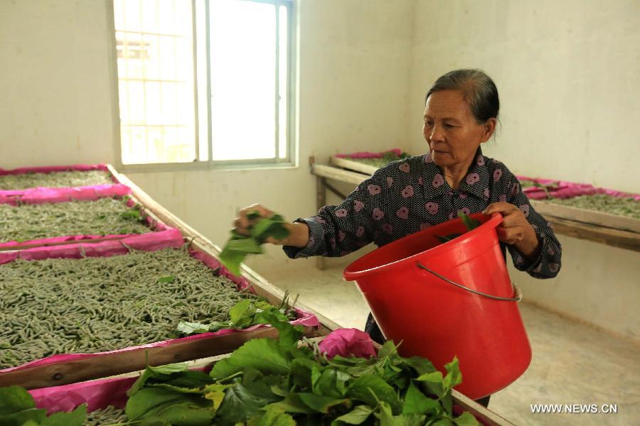 A farmer feeds mulberry leaves to silkworms in Fushi Town, Rong'an County of south China's Guangxi Zhuang Autonomous Region, May 15, 2013. Rong'an is located in the mountain area of northern Guangxi and thus has a lack of farmlands. However, by silkworm breeding, local farmers could earn extra earnings to 90 million RMB yuan (14.6 million U.S. dollars) in total per year, which has become the main source of their income. (Xinhua/Huang Xiaobang)  