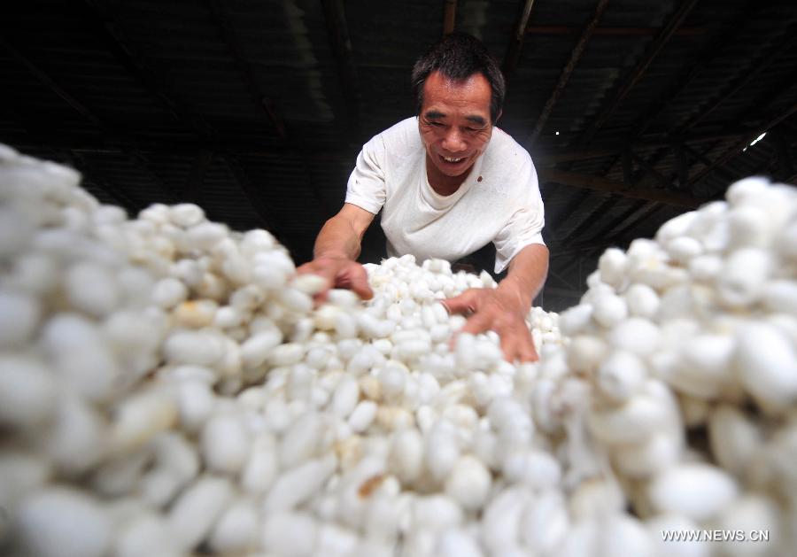 A worker puts cocoons into boxes at a collection spot in Fushi Town, Rong'an County of south China's Guangxi Zhuang Autonomous Region, May 15, 2013. Rong'an is located in the mountain area of northern Guangxi and thus has a lack of farmlands. However, by silkworm breeding, local farmers could earn extra earnings to 90 million RMB yuan (14.6 million U.S. dollars) in total per year, which has become the main source of their income. (Xinhua/Huang Xiaobang) 