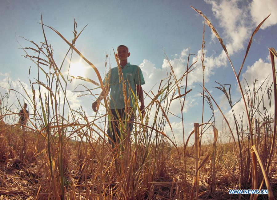 A farmer walks in the damaged rice field caused by saltwater intrusion at Thanh Phu District of Ben Tre province in the Mekong Delta region of Vietnam, on May 15, 2013. With an area of 3.9 million hectares and a population of about 17.5 million people, the Mekong delta is the most vulnerable location in Vietnam to impacts of climate change including long lasting and deep flood, drought, tropical storms, erosion along the sea embankments. (Xinhua/VNA)