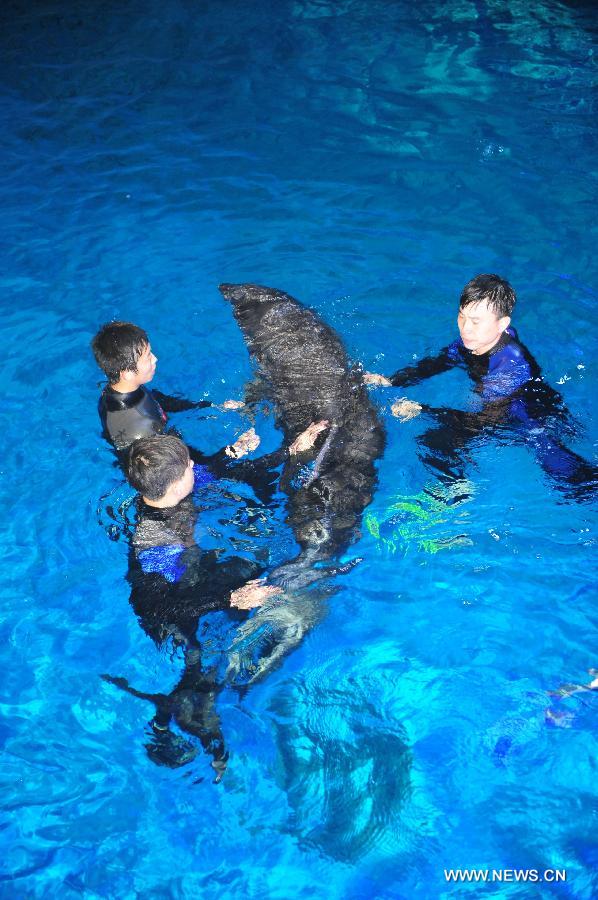 Workers help the arrived dolphins adapt the new environment in a breeding pool of the Ocean Aquarium of Penglai in Penglai City, east China's Shandong Province, May 15, 2013. Ten dolphins, arriving in Yantai of Shandong Province from Osaka of Japan on May 14, with an average age of 2 to 3 and an average weight of 200 to 700 kilograms, are about 3 meters in length and will see the public after 1 to 3 months of adaptation. (Xinhua/Chu Yang) 