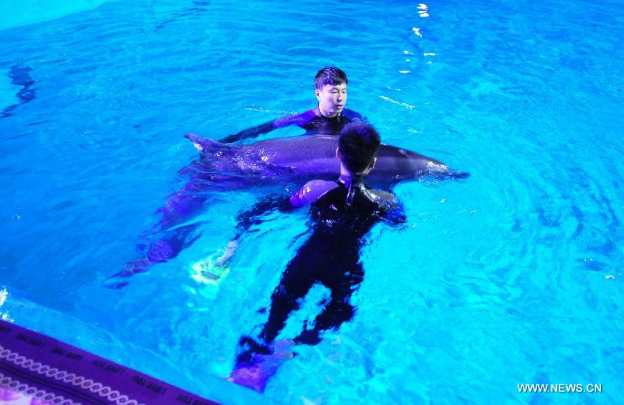 Workers help the arrived dolphins adapt the new environment in a breeding pool of the Ocean Aquarium of Penglai in Penglai City, east China's Shandong Province, May 15, 2013. Ten dolphins, arriving in Yantai of Shandong Province from Osaka of Japan on May 14, with an average age of 2 to 3 and an average weight of 200 to 700 kilograms, are about 3 meters in length and will see the public after 1 to 3 months of adaptation. (Xinhua/Chu Yang) 