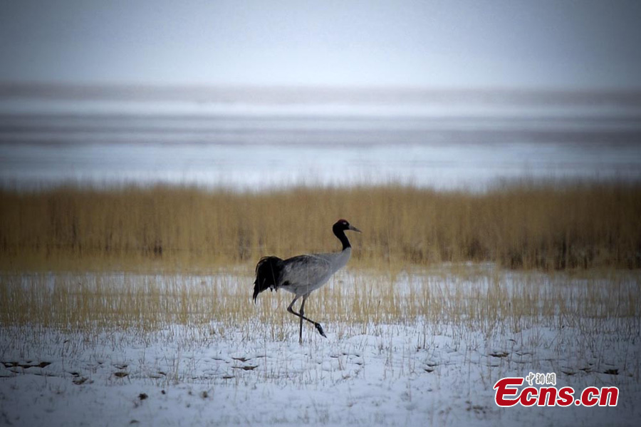 A crane is seen at the Altun Mountain Nature Reserve in Ruoqiang County, Northwest China's Xinjiang Uyghur Autonomous Region, May 15, 2013. (CNS/Liu Xin)