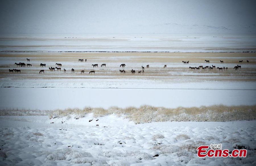 Kiangs, or Tibet wild asses, are seen at the Altun Mountain Nature Reserve in Ruoqiang County, Northwest China's Xinjiang Uyghur Autonomous Region, May 15, 2013. (CNS/Liu Xin)