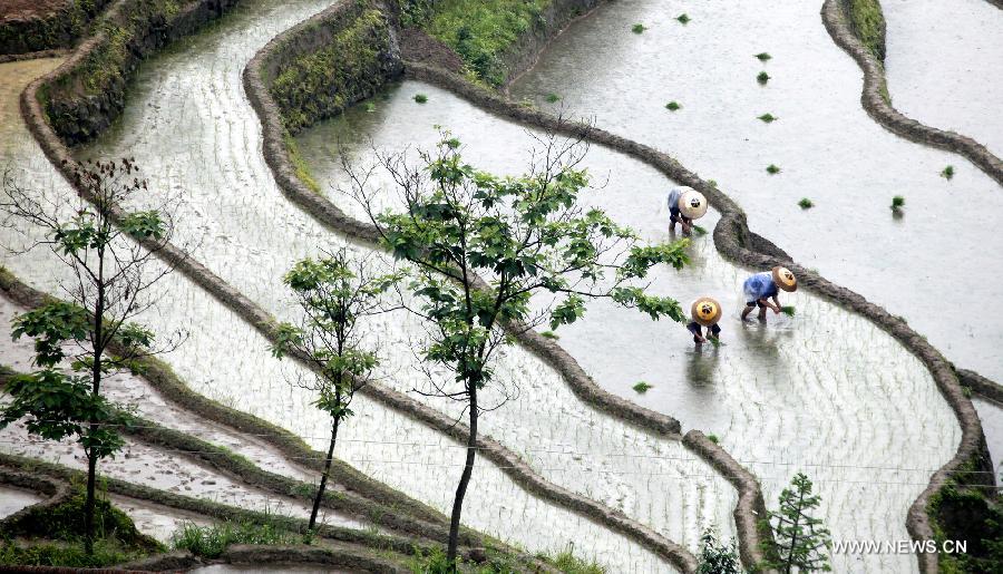 Farmers work at the terraced fields at the Xinhua County of Loudi City, central China's Hunan Province, May 19, 2013. (Xinhua/Liu Aicheng)