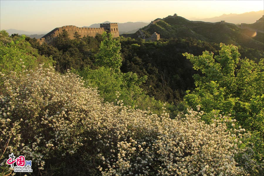 Straddling the demarcation between Hebei province and Beijing, the Jinshanling Great Wall is rich in architectural history and natural scenery. In summer, the temperature here is at least five degrees cooler than in the capital, making it an ideal destination for weekend excursions. This particular section of Great Wall is said to be particularly photogenic. (China.org.cn)