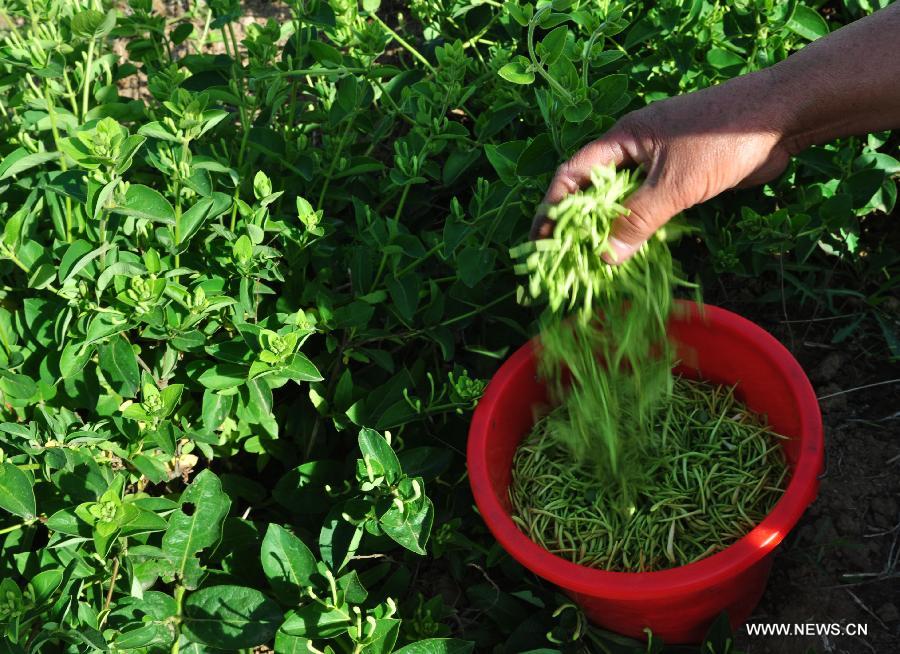 A farmer packs the newly picked honeysuckle, a kind of herbal medicine, at a planting base in Liangjia Village of Binzhou City, east China's Shandong Province, May 20, 2013. (Xinhua/Dong Naide)