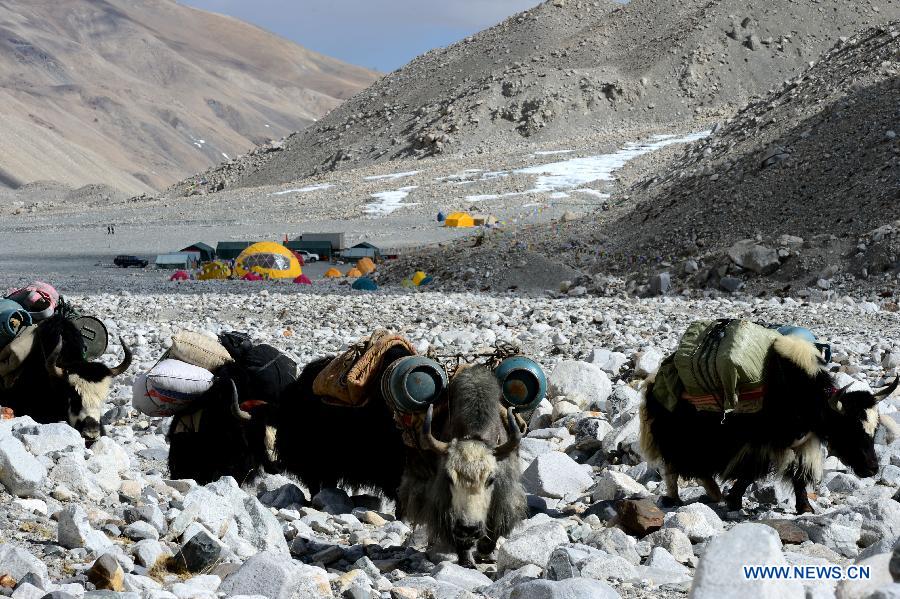 Photo taken on May 19, 2013 shows Yaks conveying materials on Mount Qomolangma (Mount Everest), southwest China's Tibet Autonomous Region. Xia Jianfeng, a member of a commercial climbing team who suffered from cerebral edema on the altitude of 8, 650 meters, was rescued to the base camp on May 19. The successful rescue made a miracle as it took place in such high altitude of the mountain. As increasingly more people come to climb the world's highest mountain in recent years, the rescue system here is also rapidly improved for the safety of climbers.(Xinhua/Chen Tianhu)