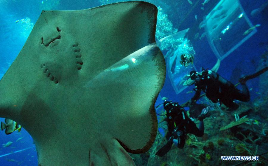 Divers get close-up looks of marine animals in the Marine Life Park of Singapore's Resorts World Sentosa (RWS), May 21, 2013. RWS Marine Life Park debuts its Open Ocean Dive which offers certified divers the opportunity to get close with marine animals. (Xinhua/Then Chih Wey) 