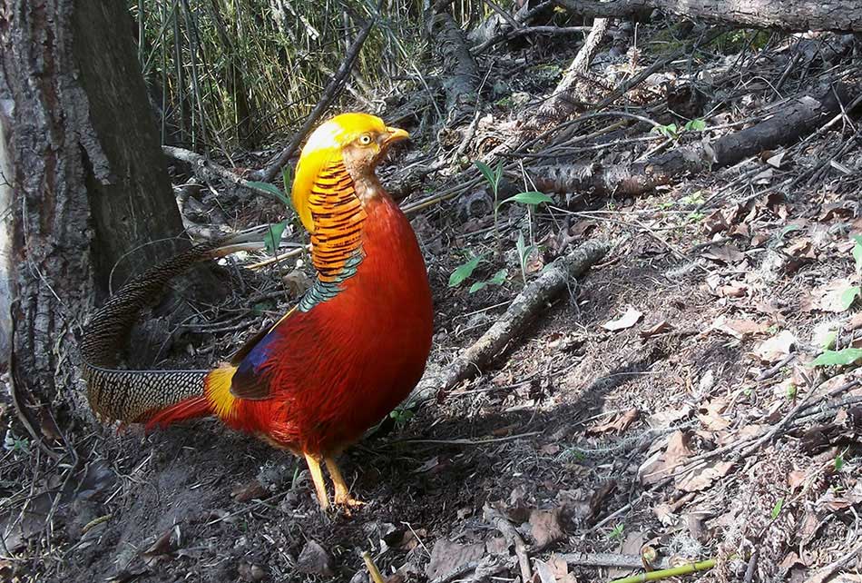 A Tragopan temminckii is seen at the Sichuan Wanglang Nature Reserve. An array of endangered species' images, which were captured by camera traps in the mountainous giant panda reserves in China, were released Wednesday by the World Wildlife Fund for Nature, or WWF, marking this year's International Day for Biological Diversity.(Photo provided to chinadaily.com.cn)