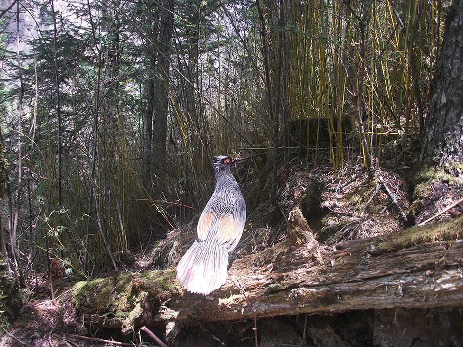 An ithaginis cruentus is seen at the Sichuan Wanglang Nature Reserve. An array of endangered species' images, which were captured by camera traps in the mountainous giant panda reserves in China, were released Wednesday by the World Wildlife Fund for Nature, or WWF, marking this year's International Day for Biological Diversity. (Photo provided to chinadaily.com.cn)