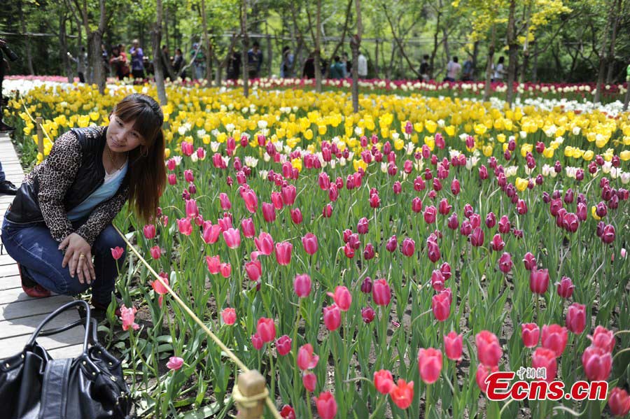 Over 400,000 Tulips blossom in a park in Changchun, Northeast China's Jilin Province, May 21, 2013. (CNS/Zhang Yao)