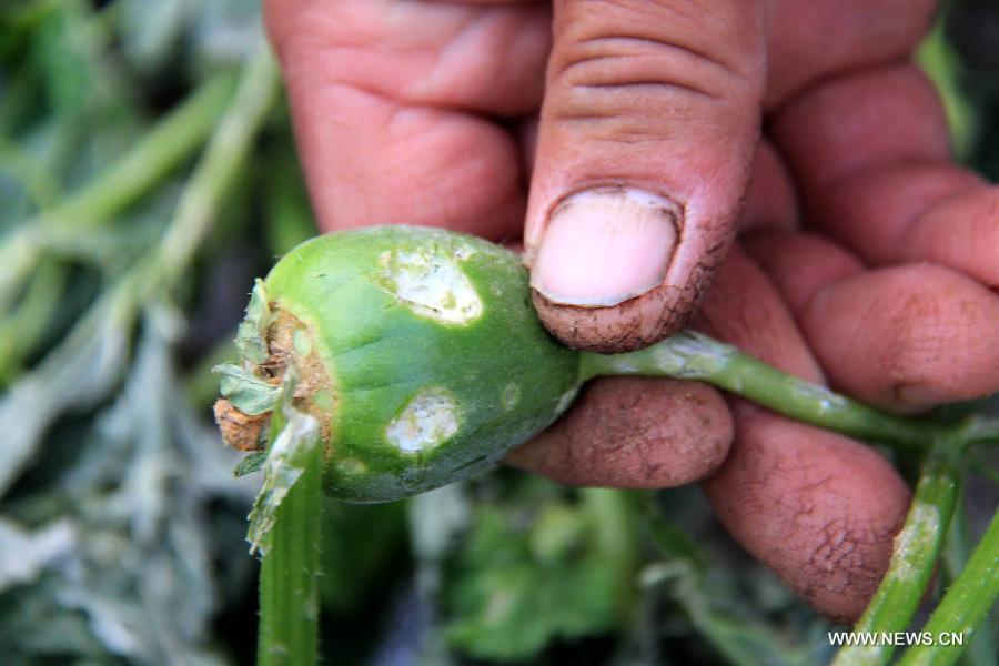 A farmer checks a cantaloup damaged by the hail in Yun County, Shiyan City, central China's Hubei Province, May 23, 2013. Hail and heavy rainfall hit Shiyan on May 22, leaving 85, 000 people in 15 townships and villages affected. (Xinhua/Cao Zhonghong) 