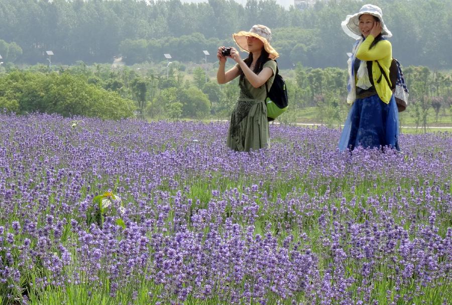 Tourists take photos in a lavender field in Xuelangshan forest park in Wuxi, east China's Jiangsu Province, May 25, 2013. Over 100,000 lavender plants here attracted numbers of tourists. (Xinhua/Luo Jun)