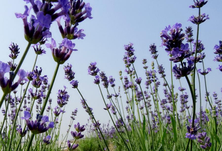 Photo taken on May 25, 2013 shows lavender flowers in Xuelangshan forest park in Wuxi, east China's Jiangsu Province. Over 100,000 lavender plants here attracted numbers of tourists. (Xinhua/Luo Jun)