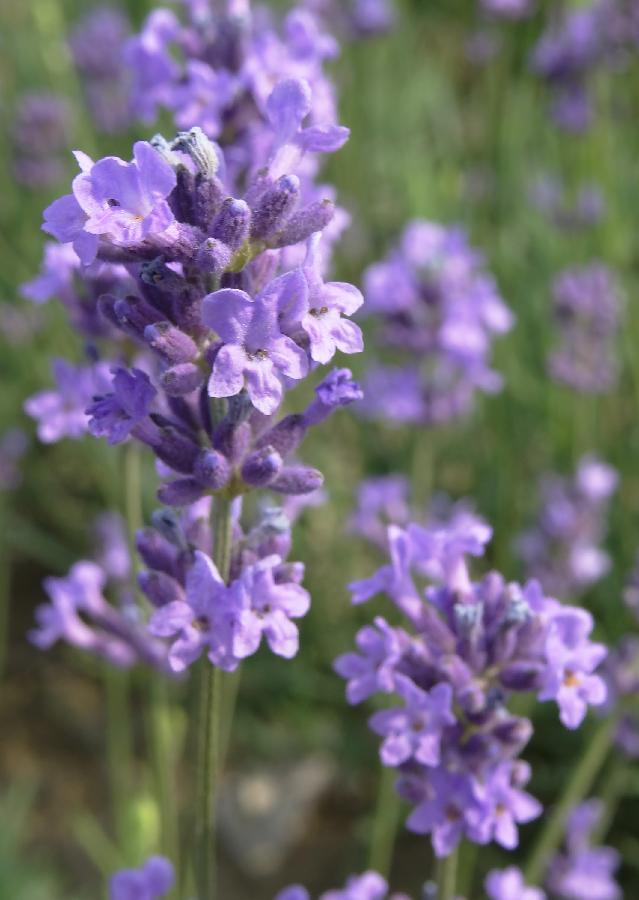 Photo taken on May 25, 2013 shows lavender flowers in Xuelangshan forest park in Wuxi, east China's Jiangsu Province. Over 100,000 lavender plants here attracted numbers of tourists. (Xinhua/Luo Jun)