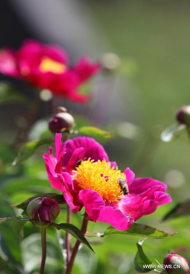 Photo taken on May 25, 2013 shows peony flowers at Shengle Baiting park in Hohhot, capital of north China's Inner Mongolia Autonomous Region. Over 200,000 plants of peony flowers here have been in full bloom, attracting numbers of visitors. (Xinhua/Li Yunping)