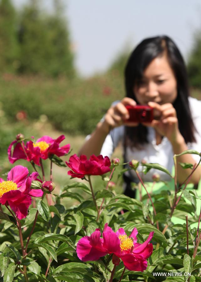 A tourist takes photos of peony flowers at Shengle Baiting park in Hohhot, capital of north China's Inner Mongolia Autonomous Region, May 25, 2013. Over 200,000 plants of peony flowers here have been in full bloom, attracting numbers of visitors. (Xinhua/Li Yunping)