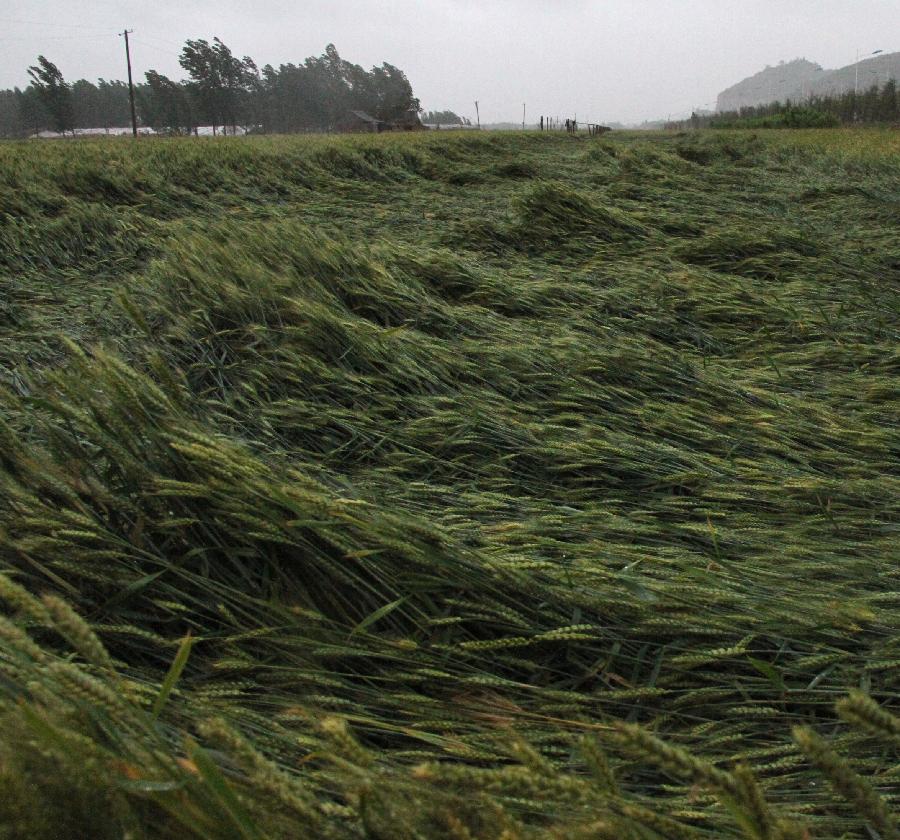 Photo taken on May 26, 2013 shows the lodged wheat in Beizhai Village of Yinan County, east China's Shandong Province. A heavy rainfall hit Shandong Province from May 25 to 26. (Xinhua/Du Yubao) 