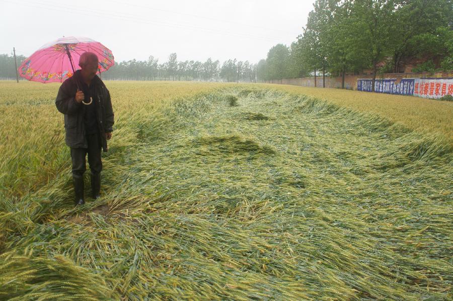 A farmer named Zhang Chunsheng checks the lodged wheat during the rainfall in Malinggang Town, east China's Shandong Province, May 26, 2013. A heavy rainfall hit Shandong Province from May 25 to 26. (Xinhua/Zhou Donglun) 