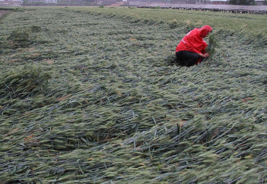 A villager checks the lodged wheat during the rainfall in Xinzhuangzi Village of Yinan County, east China's Shandong Province, May 26, 2013. A heavy rainfall hit Shandong Province from May 25 to 26. (Xinhua/Du Yubao) 