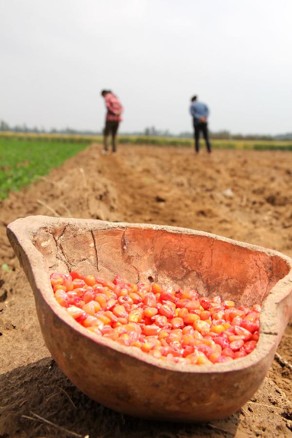 Farmers plant corn in the field in Chengguan Township of Neihuang County in Anyang City, central China's Henan Province, May 27, 2013. Farmers here take advantage of recent rainfalls to plant such crops as corn and peanuts. (Xinhua/Liu Xiaokun) 